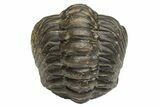 Wide, Enrolled Austerops Trilobite - Morocco #224017-2